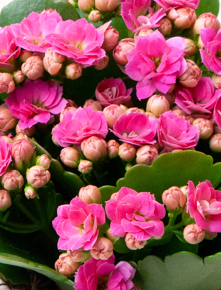 Pink Ribbon Pink Kalanchoe Garden