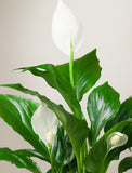 Holiday Corporate Peace Lily Plant