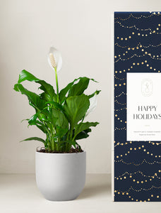 Holiday Corporate Peace Lily Plant