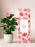 Valentine's Day Pink Anthurium Plant & Soy Candle & Matches