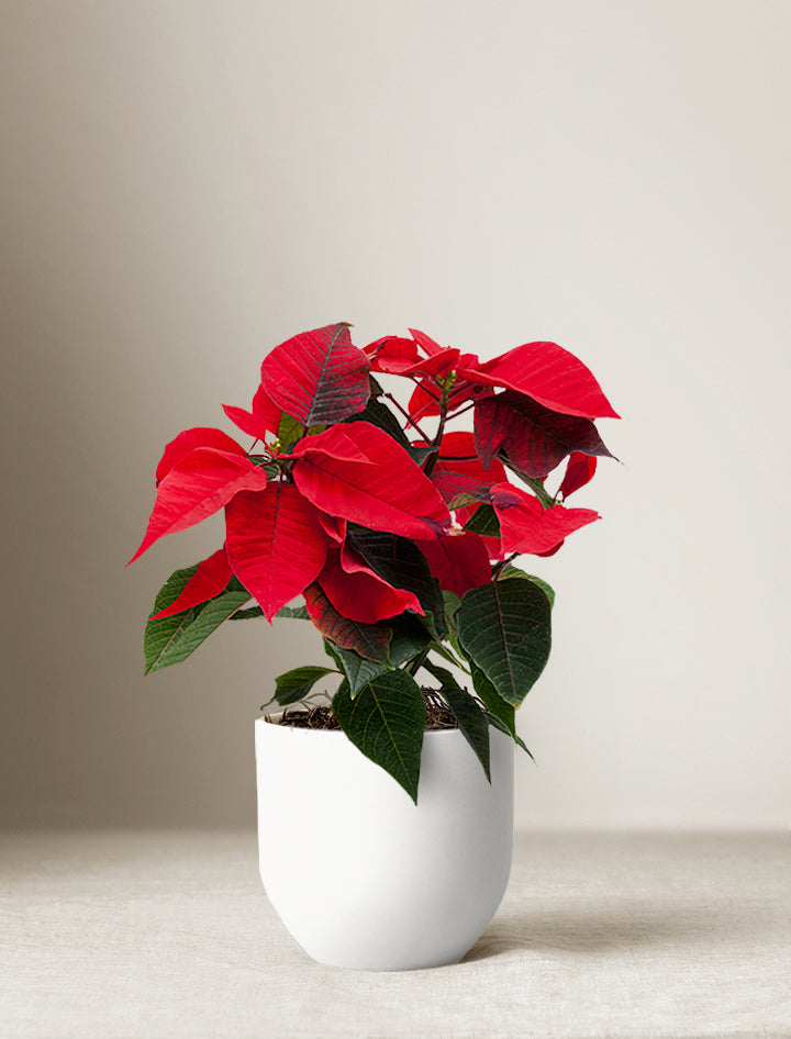 Holiday Poinsettia Plant