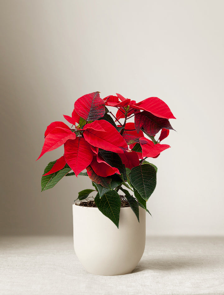 Christmas Poinsettia Plant