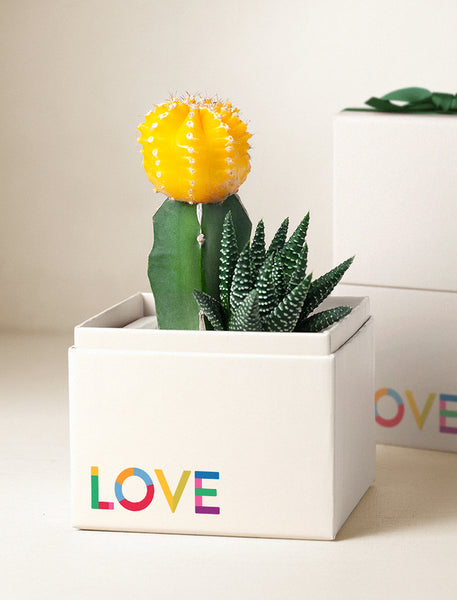 Pride Plant Gifts | Ray Garden for Delivery | Succulent Plants – Lula's ...