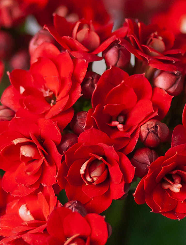 Christmas Red Kalanchoe Garden