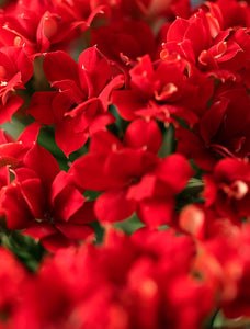 Red Kalanchoe Garden