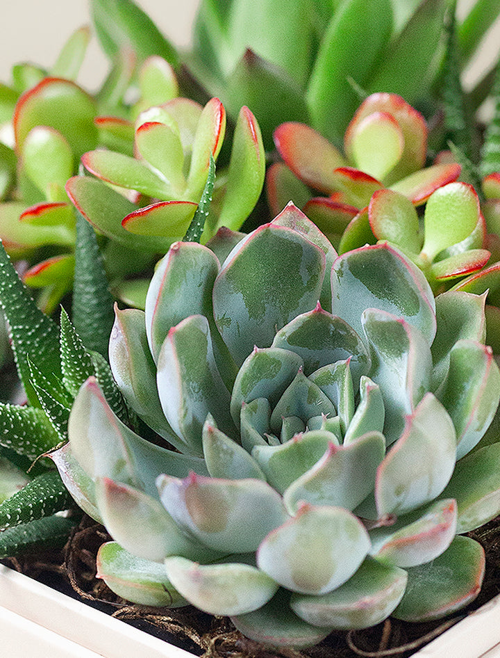 New Year's Urban Garden