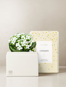 Congrats White Kalanchoe Garden