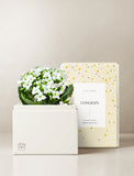 Congrats White Kalanchoe Garden