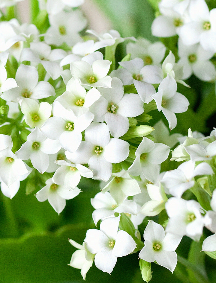 Pink Ribbon White Kalanchoe Garden