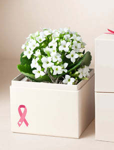 Pink Ribbon White Kalanchoe Garden