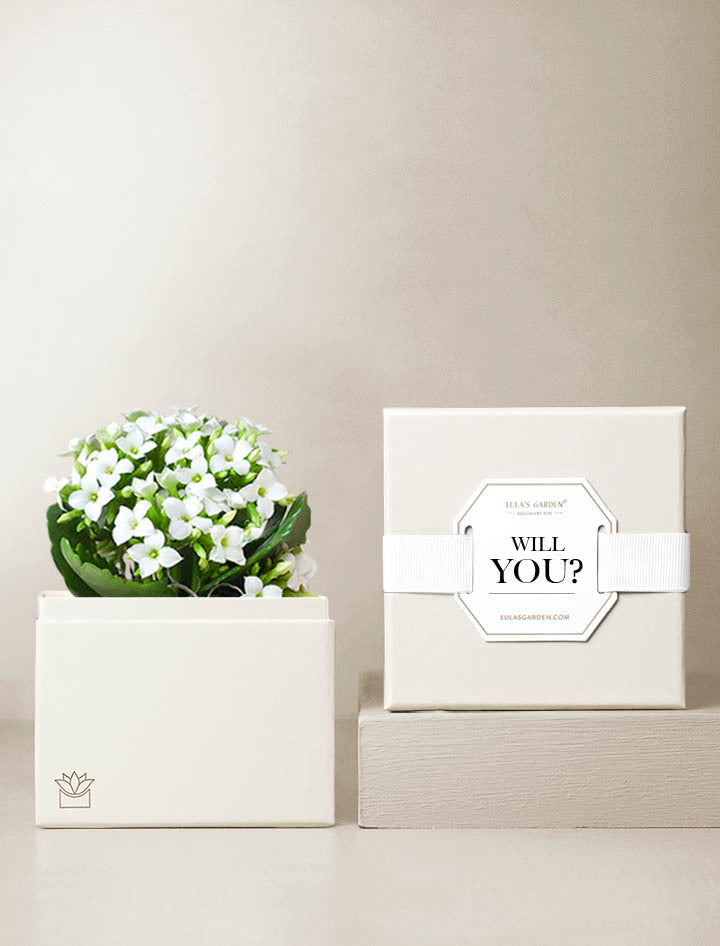 Will You? White Kalanchoe Garden