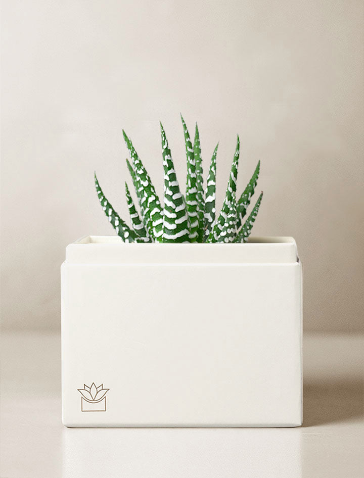 Succulent Gift | Zen Garden – Lula's Garden