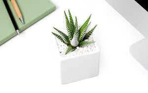 Ceramic planter with succulent on table.